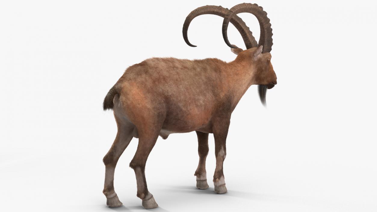 3D Alpine Ibex Stand Pose Fur 2 model