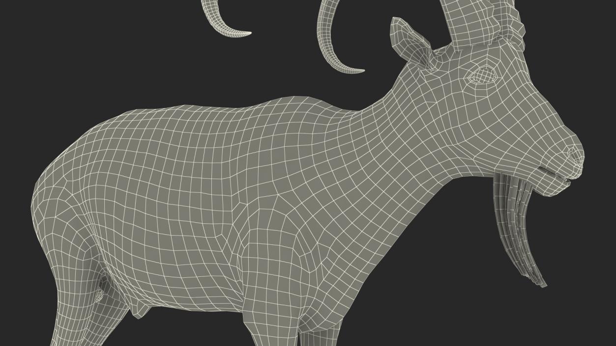 3D Alpine Ibex Stand Pose Fur 2 model