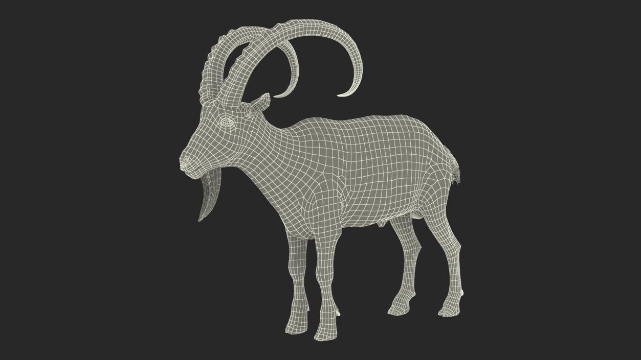 3D Alpine Ibex Stand Pose Fur 2 model