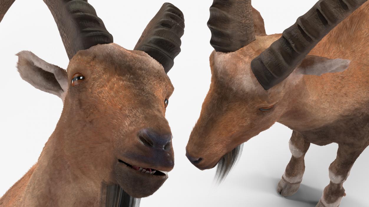 3D Alpine Ibex Stand Pose Fur 2 model