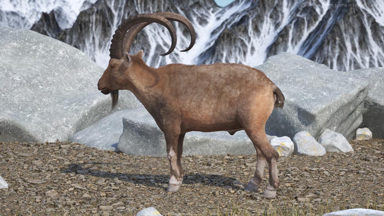 3D Alpine Ibex Stand Pose Fur 2 model