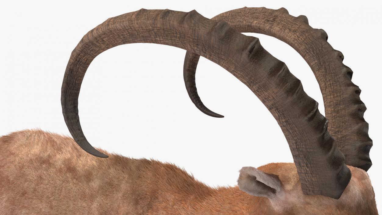 3D Alpine Ibex Stand Pose Fur 2 model