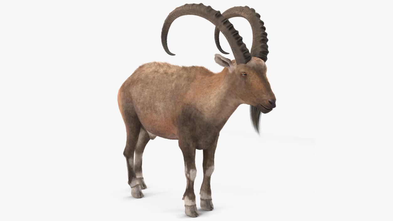 3D Alpine Ibex Stand Pose Fur 2 model