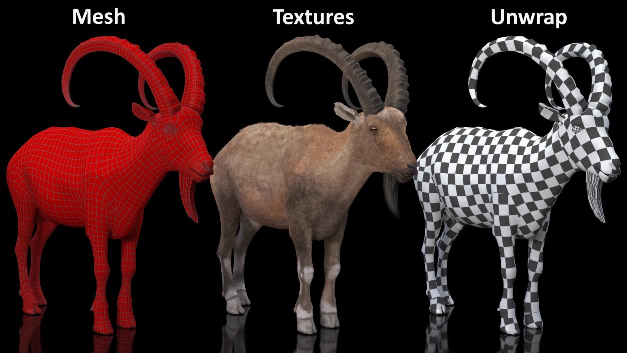 3D Alpine Ibex Stand Pose Fur 2 model