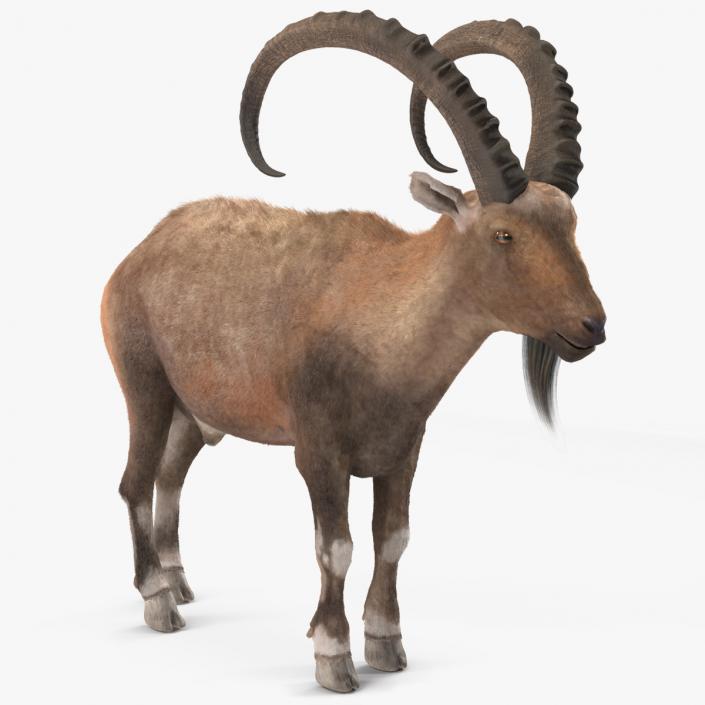 3D Alpine Ibex Stand Pose Fur 2 model