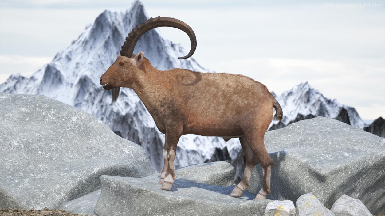 3D Alpine Ibex Stand Pose Fur 2 model