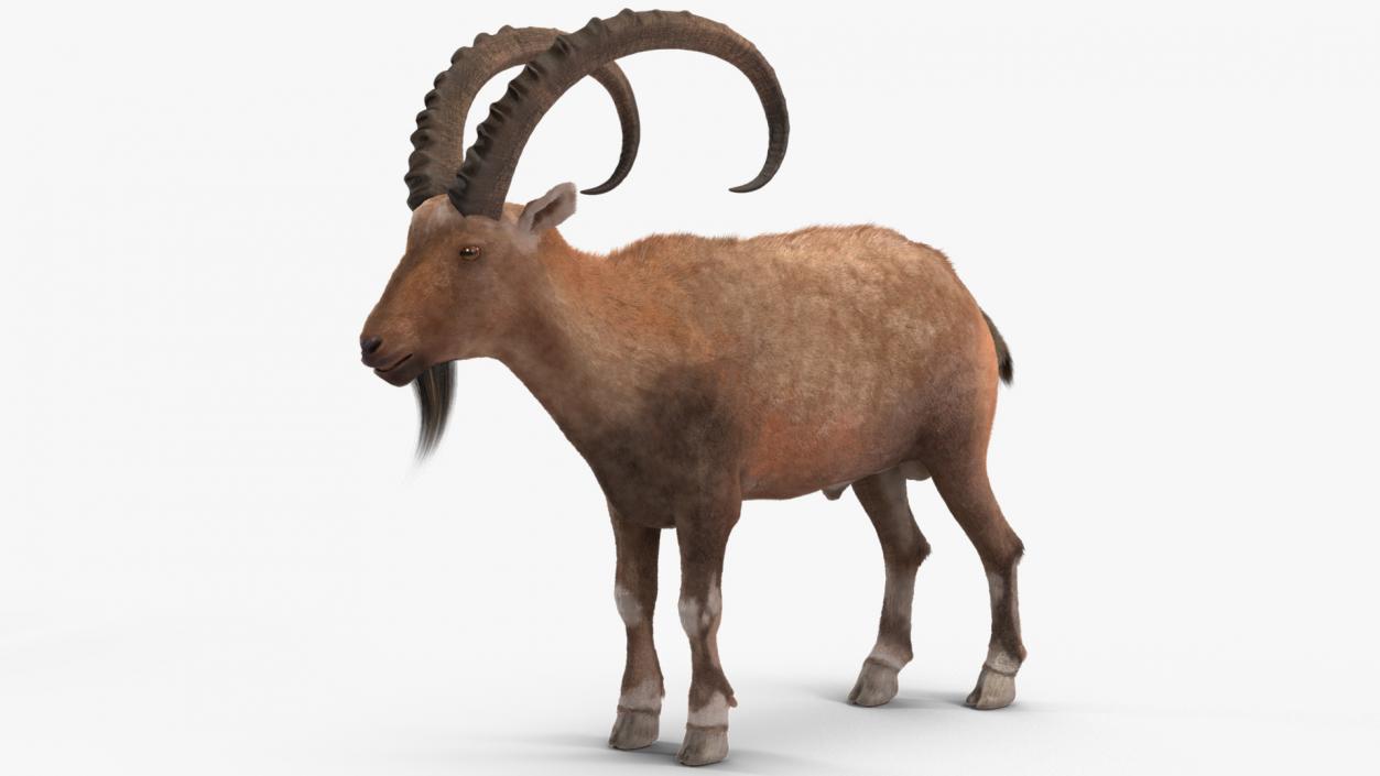 3D Alpine Ibex Stand Pose Fur 2 model