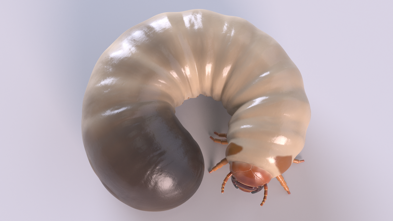 3D Maggot May Bug Rigged