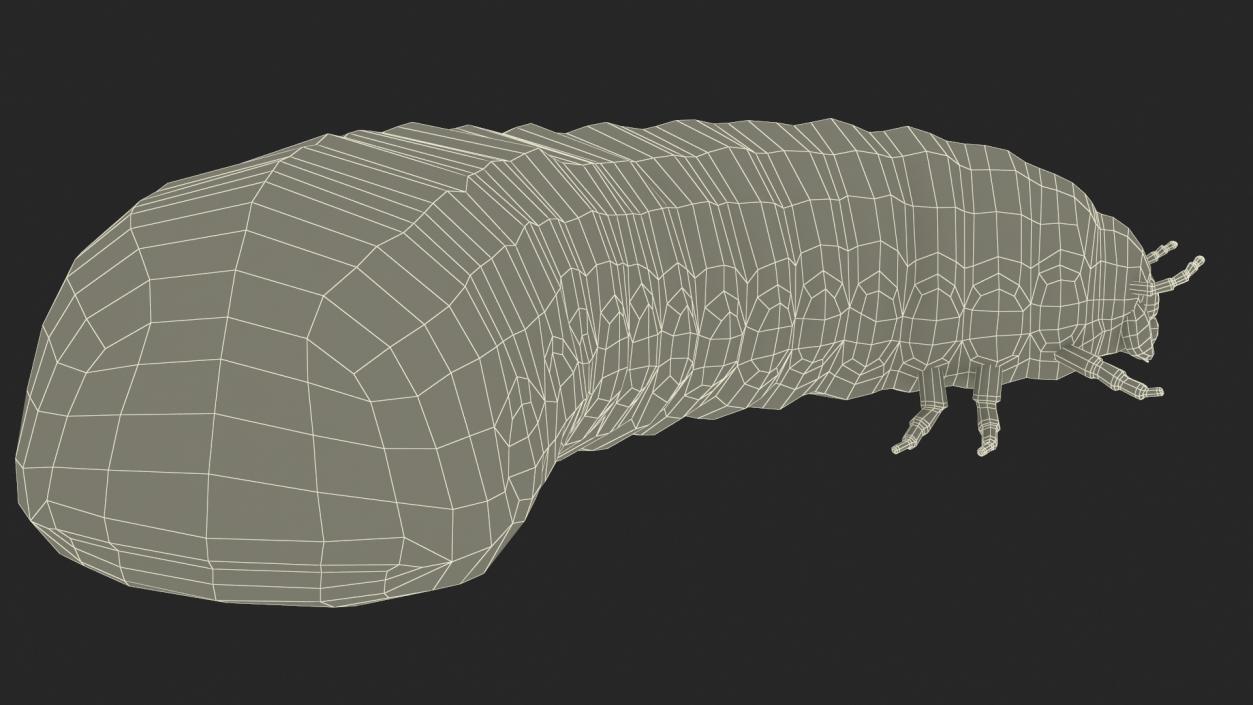 3D Maggot May Bug Rigged