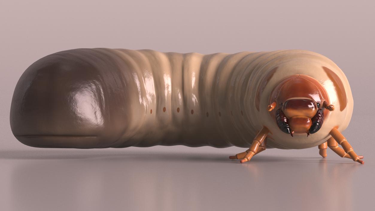 3D Maggot May Bug Rigged