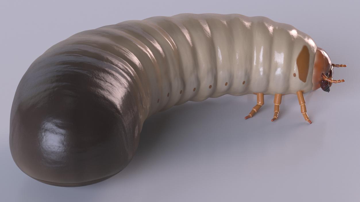 3D Maggot May Bug Rigged