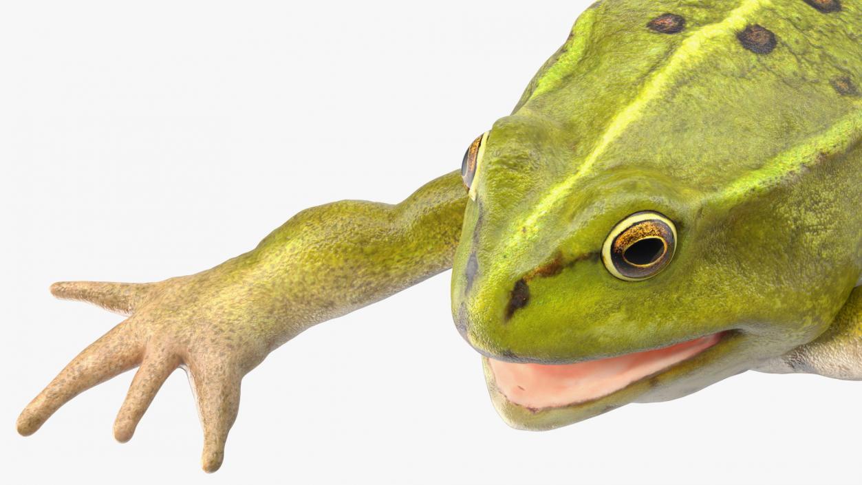 Froglet Rigged 3D model