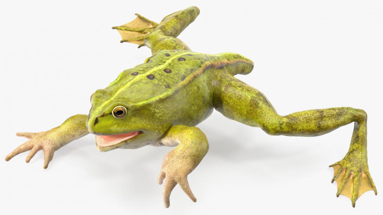 Froglet Rigged 3D model