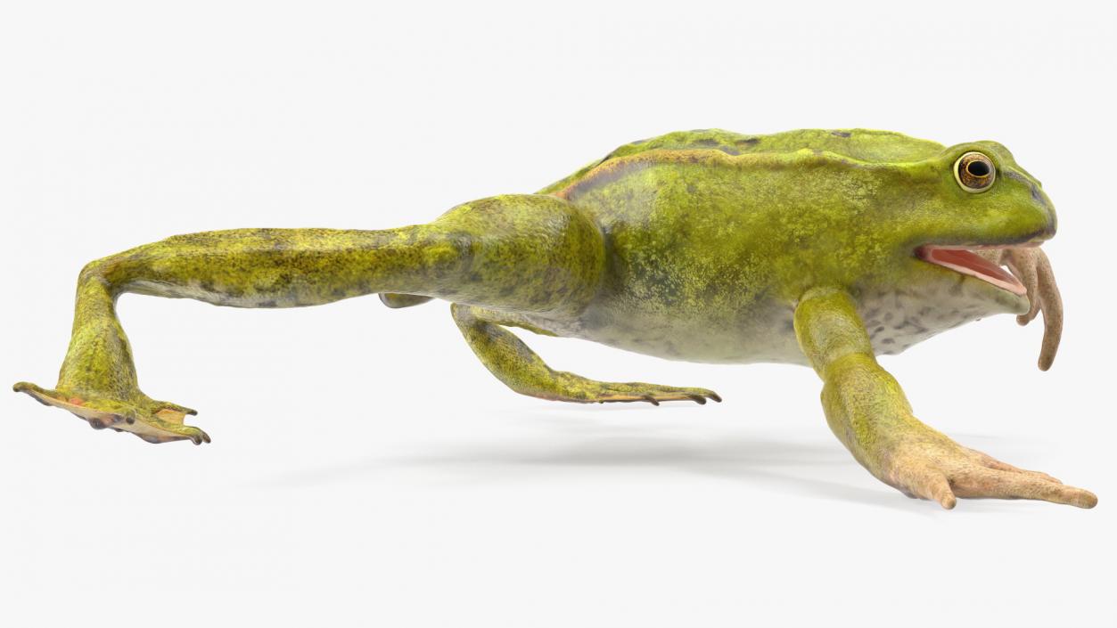 Froglet Rigged 3D model