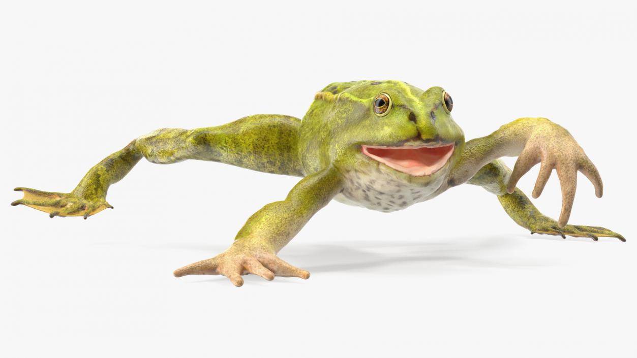 Froglet Rigged 3D model