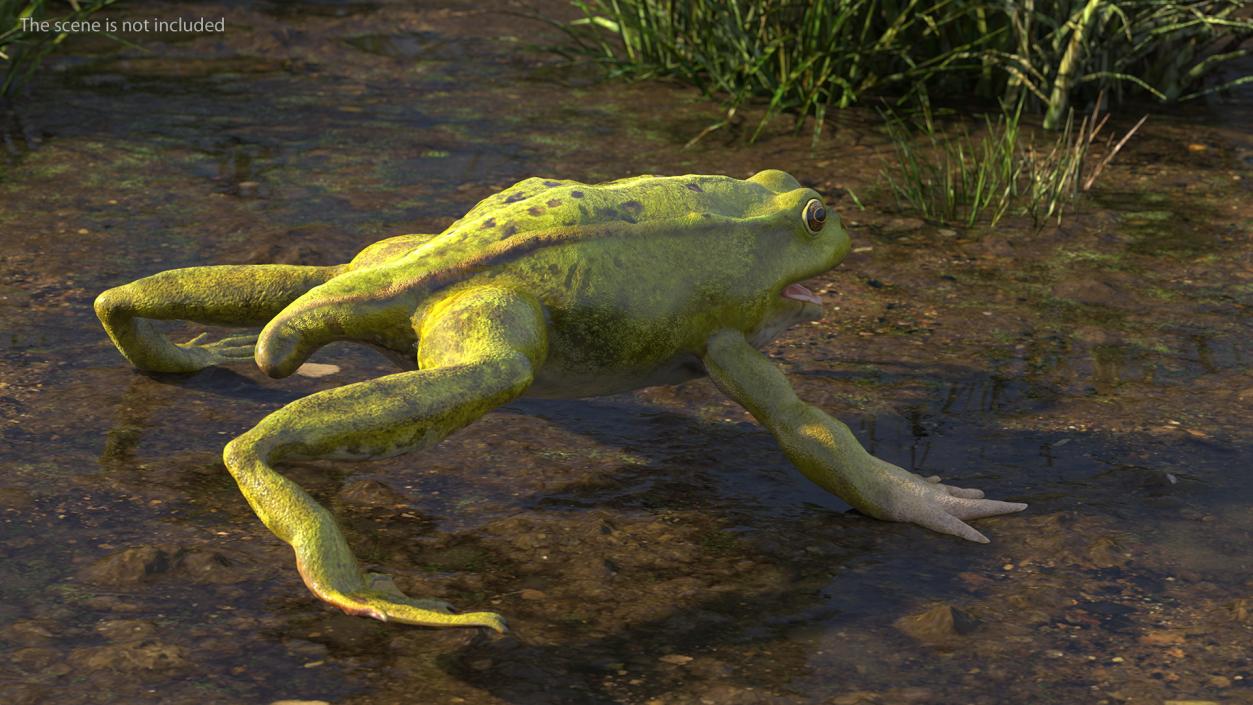 Froglet Rigged 3D model