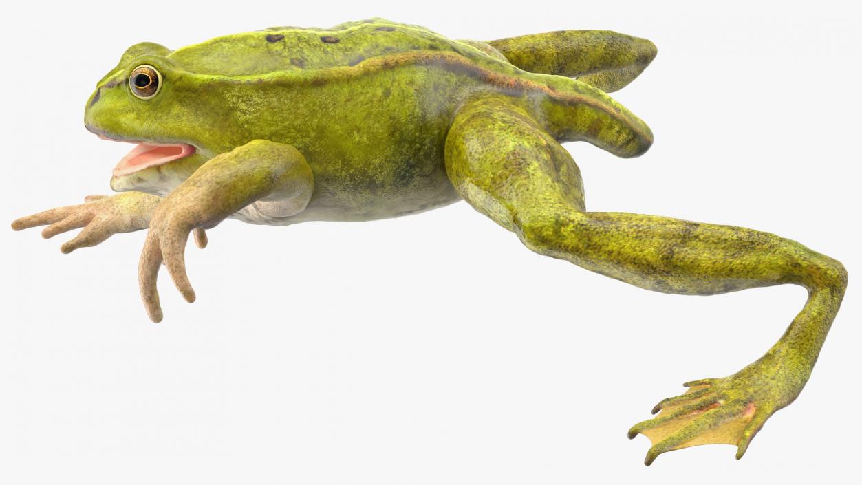 Froglet Rigged 3D model