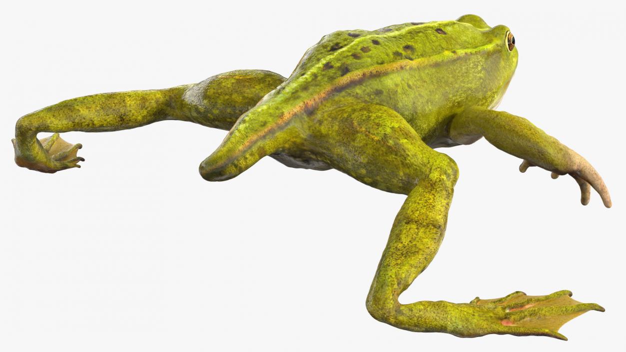 Froglet Rigged 3D model