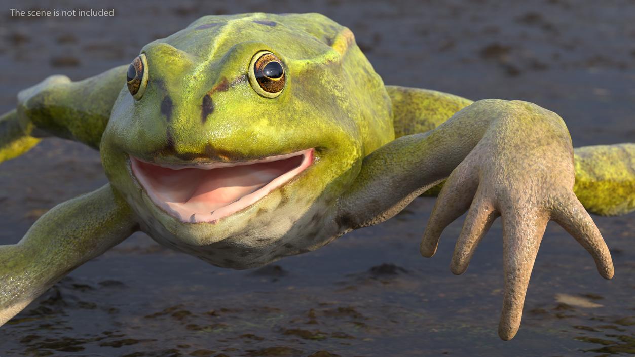 Froglet Rigged 3D model