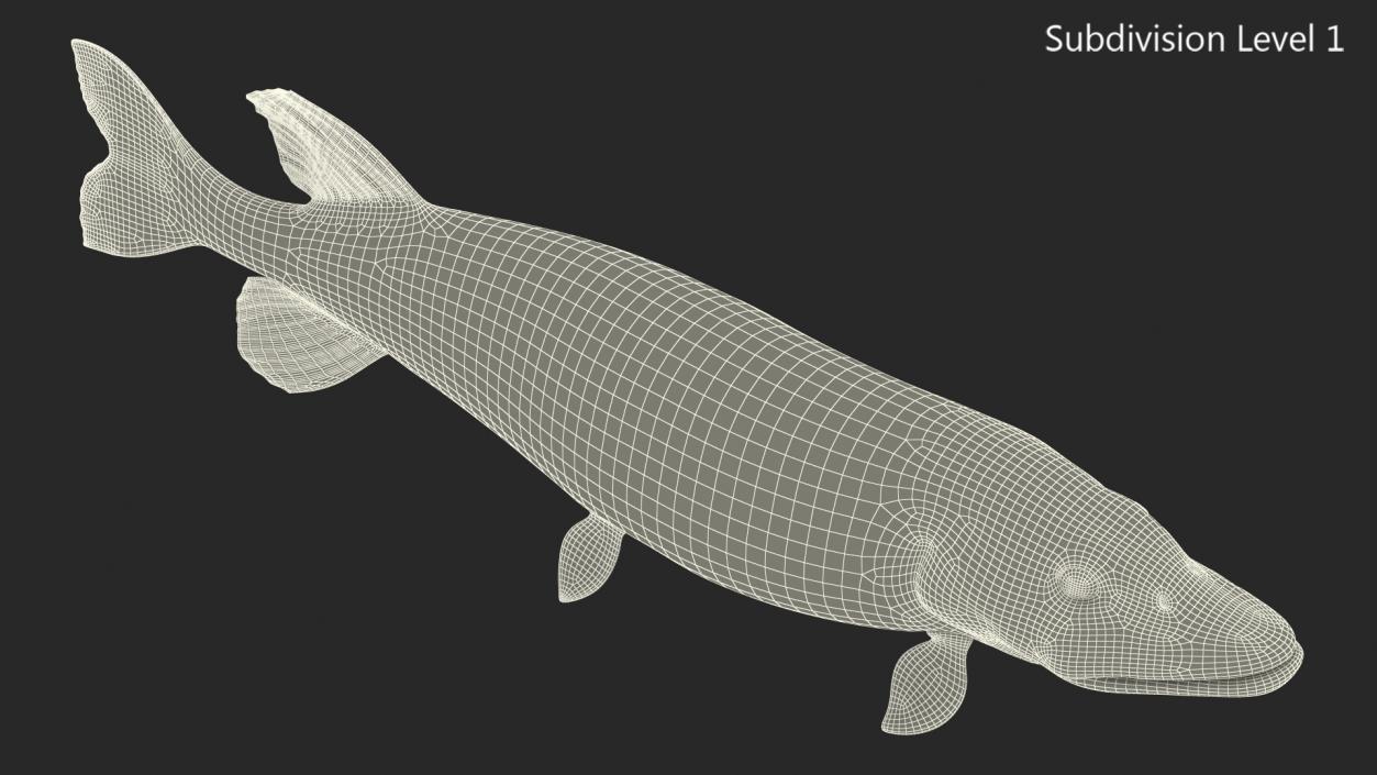 3D Pike Fish Swimming Pose model