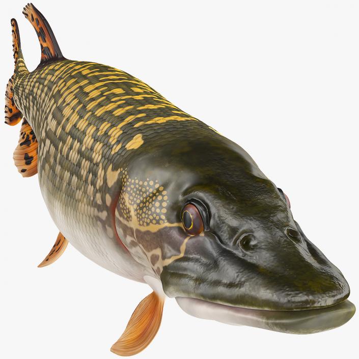 3D Pike Fish Swimming Pose model