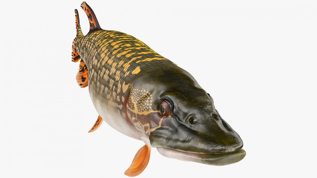 3D Pike Fish Swimming Pose model