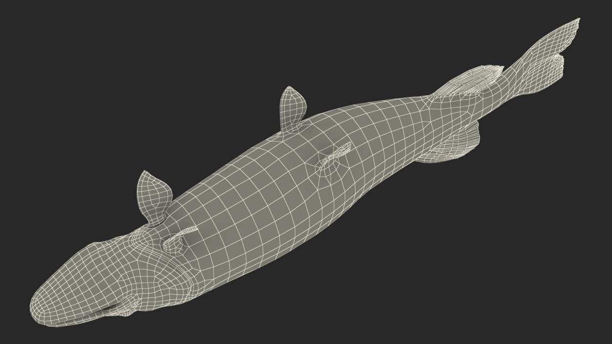 3D Pike Fish Swimming Pose model