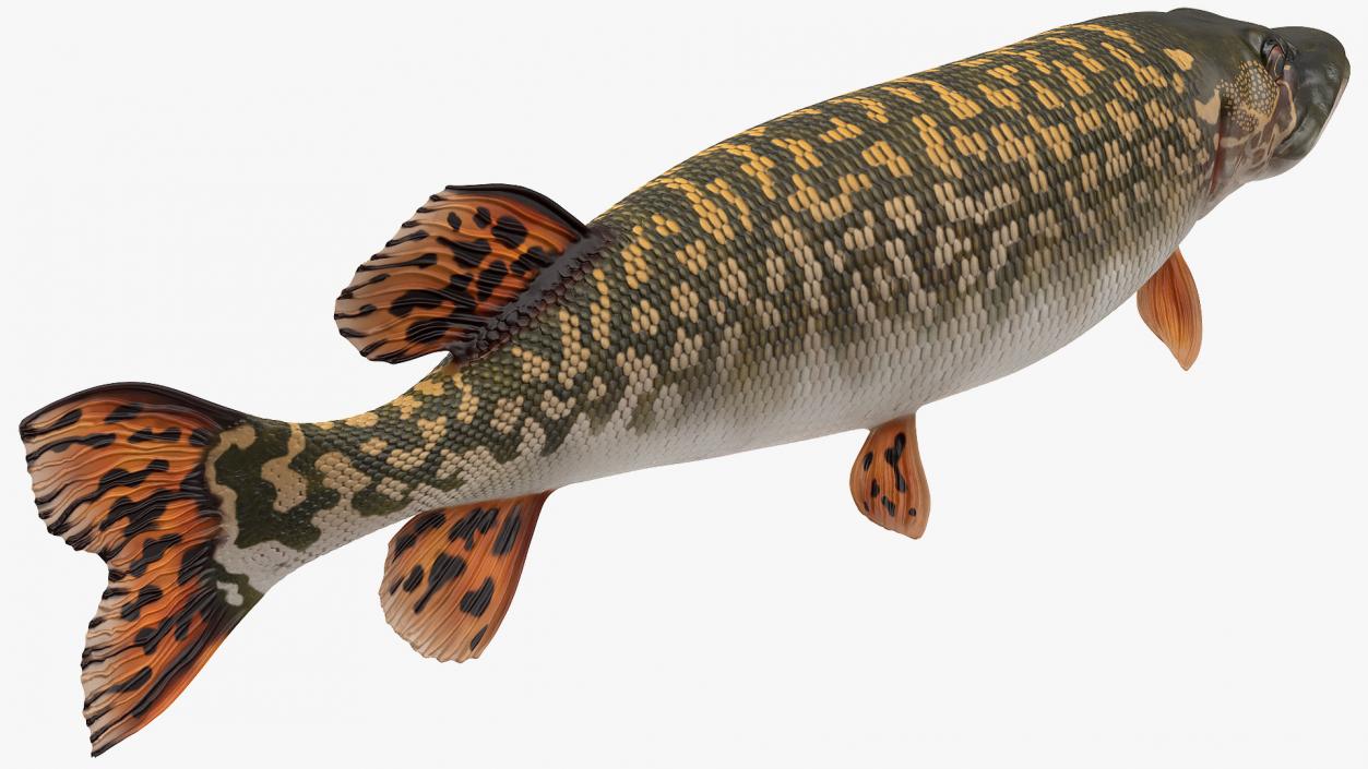 3D Pike Fish Swimming Pose model