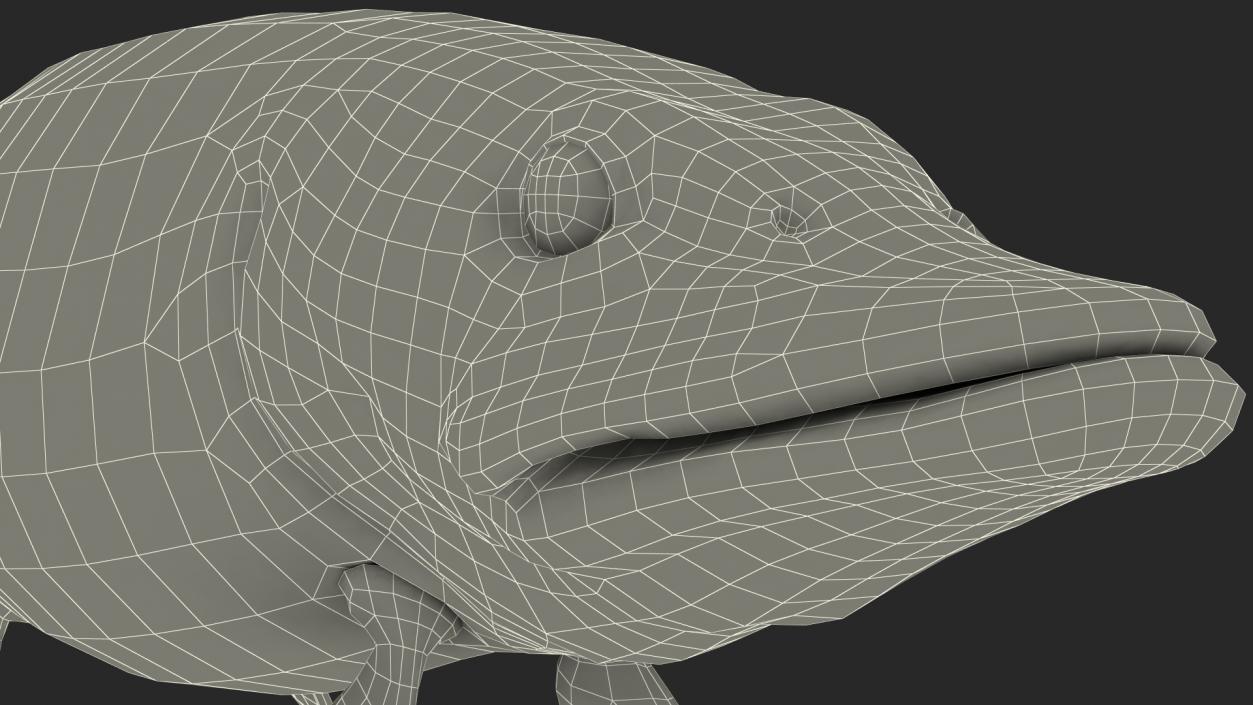 3D Pike Fish Swimming Pose model