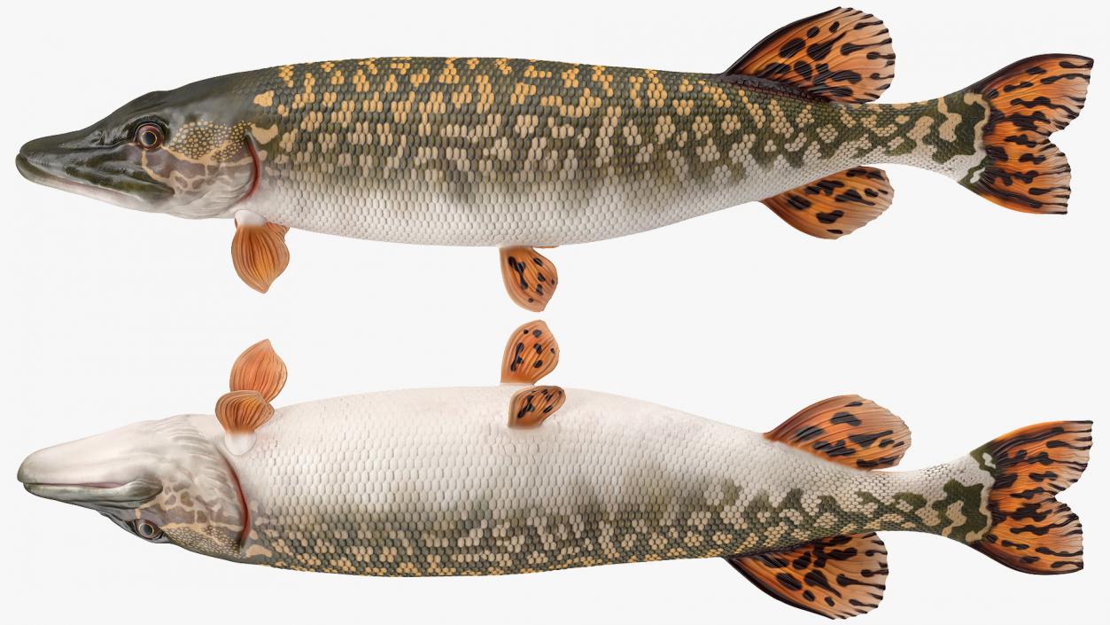 3D Pike Fish Swimming Pose model