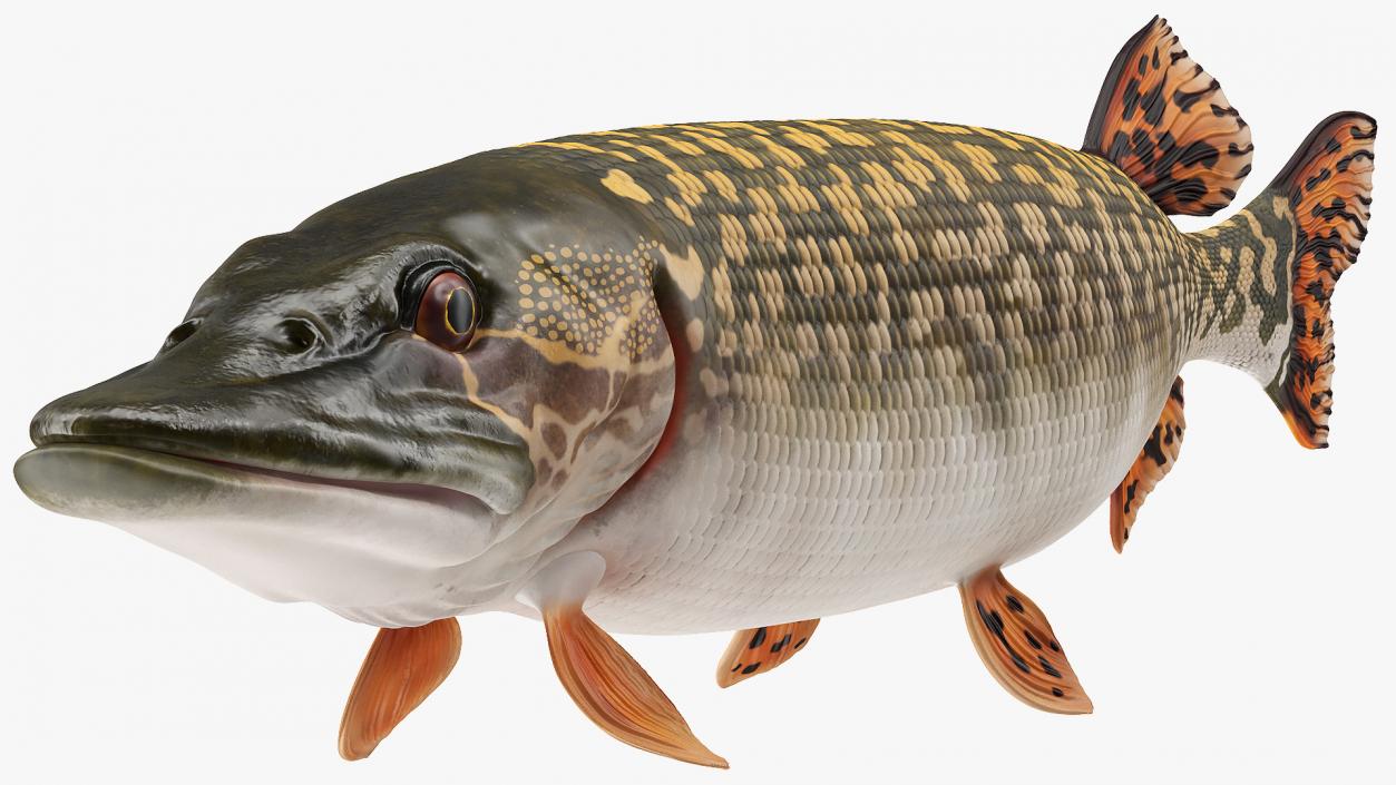 3D Pike Fish Swimming Pose model