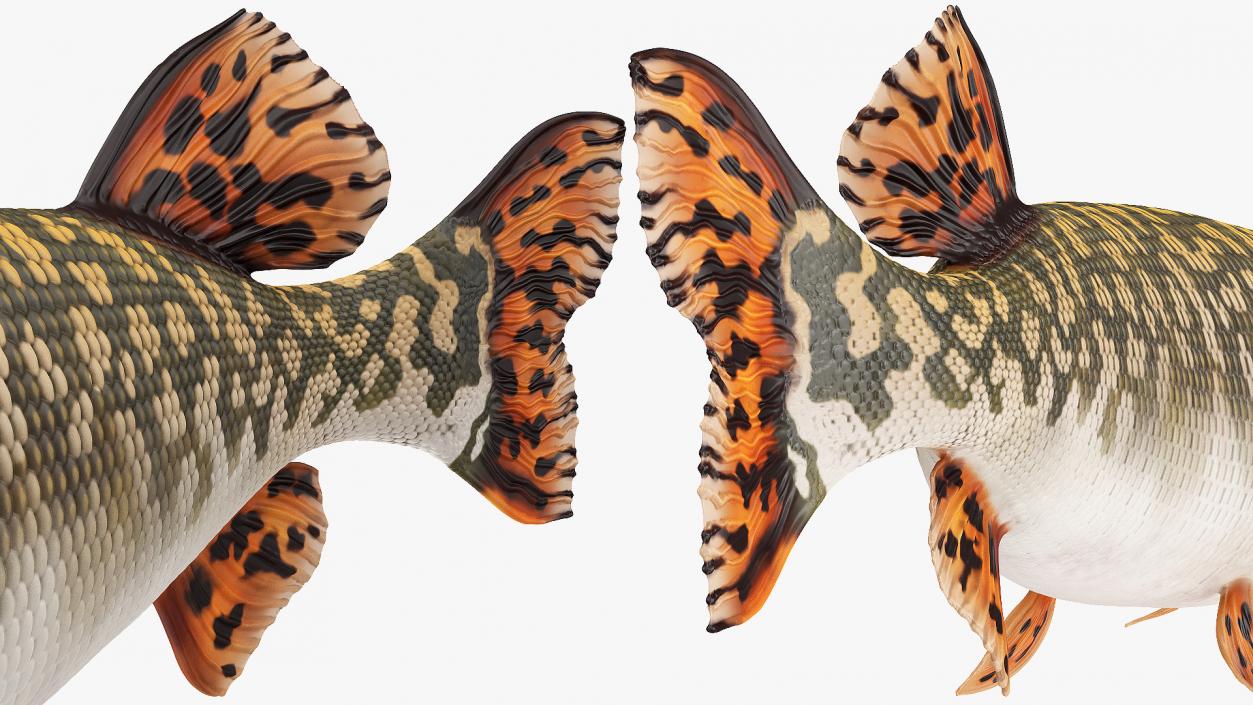 3D Pike Fish Swimming Pose model