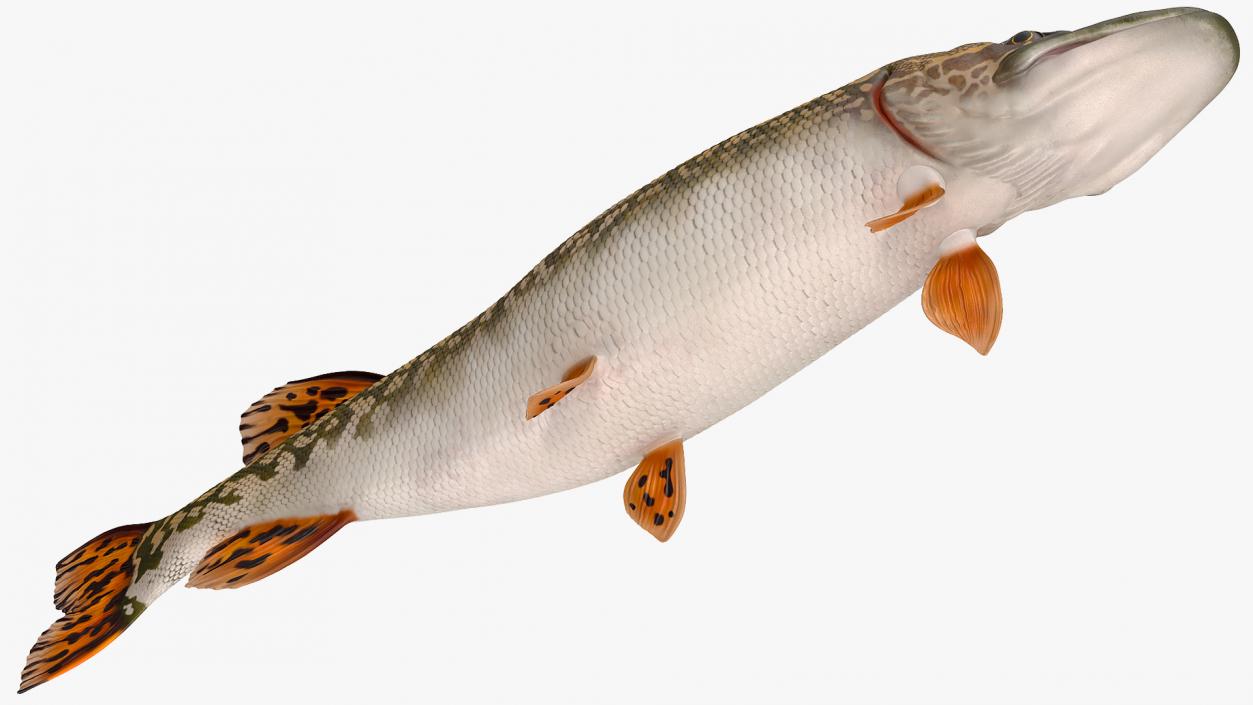 3D Pike Fish Swimming Pose model