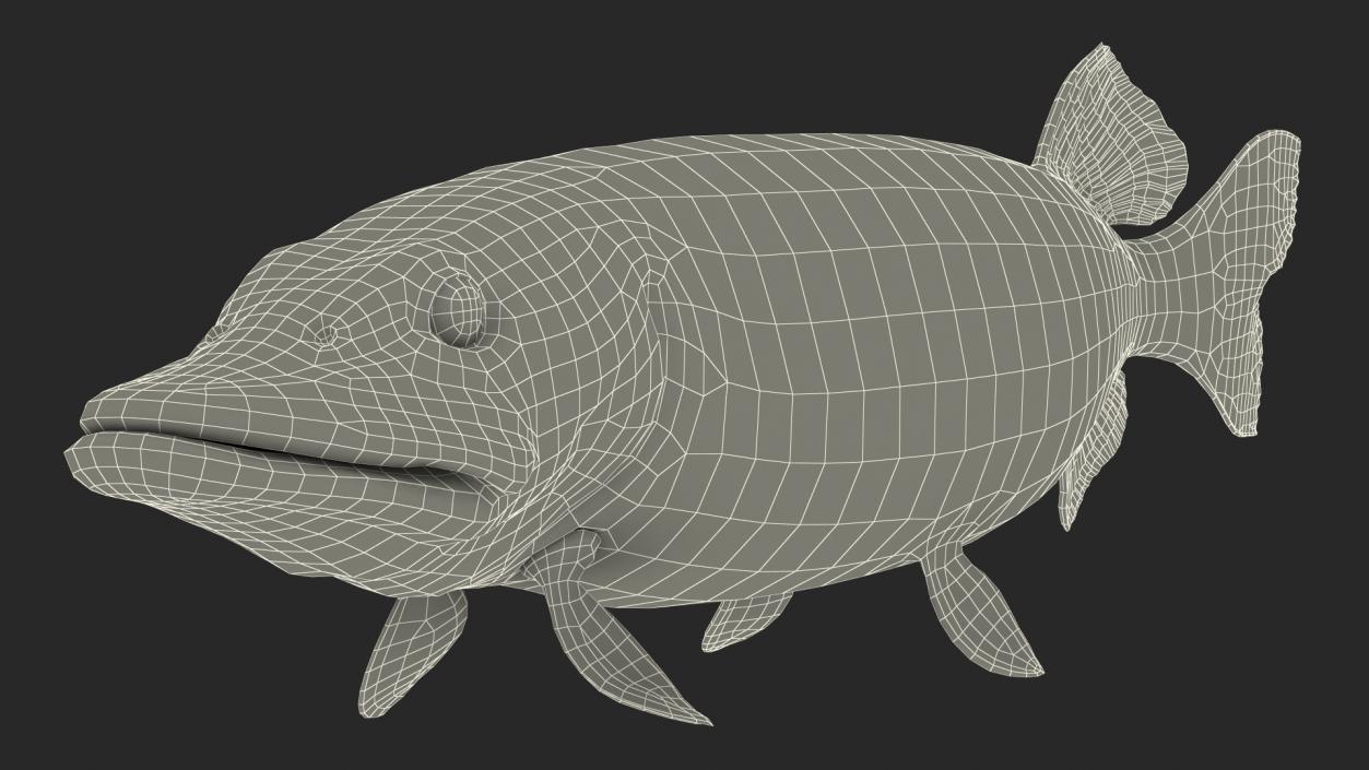 3D Pike Fish Swimming Pose model