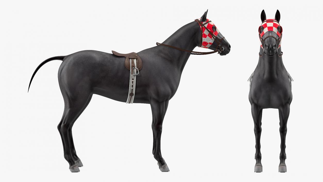 3D model Racehorse Black