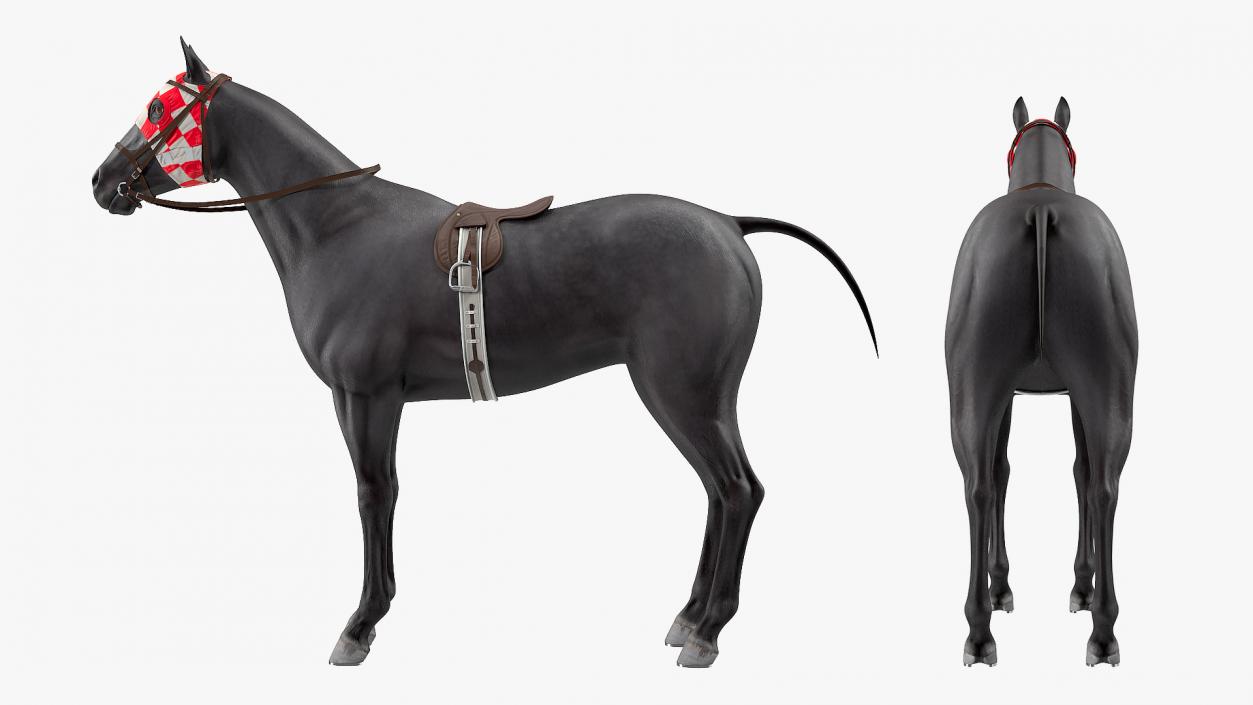 3D model Racehorse Black