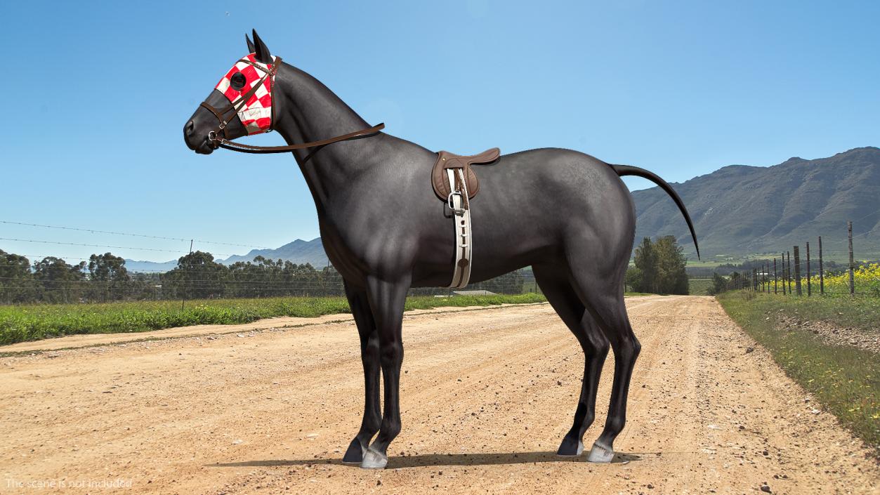 3D model Racehorse Black