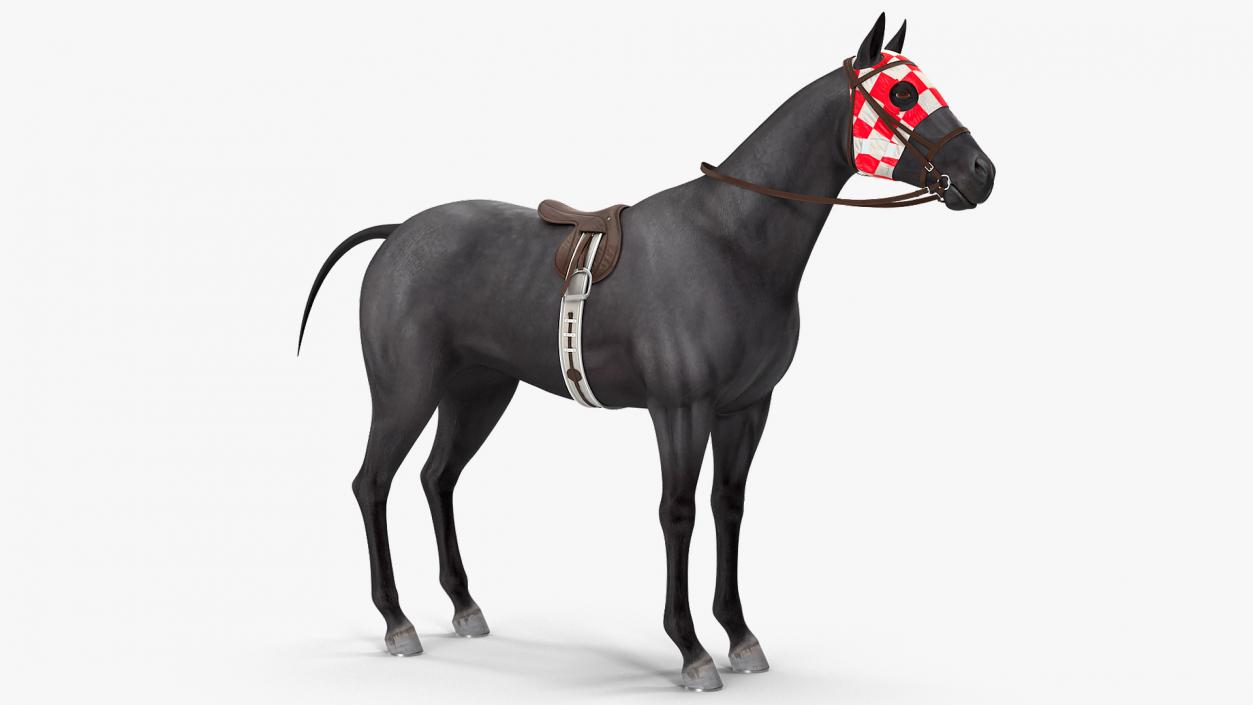 3D model Racehorse Black