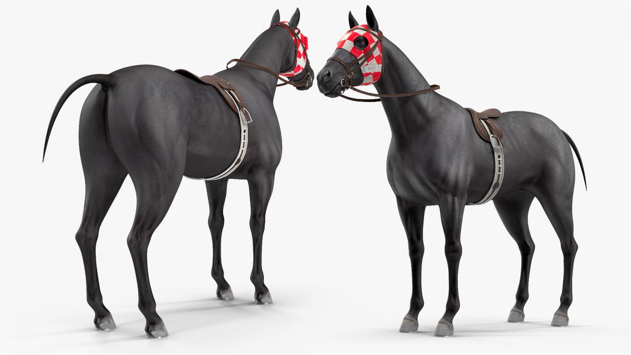 3D model Racehorse Black