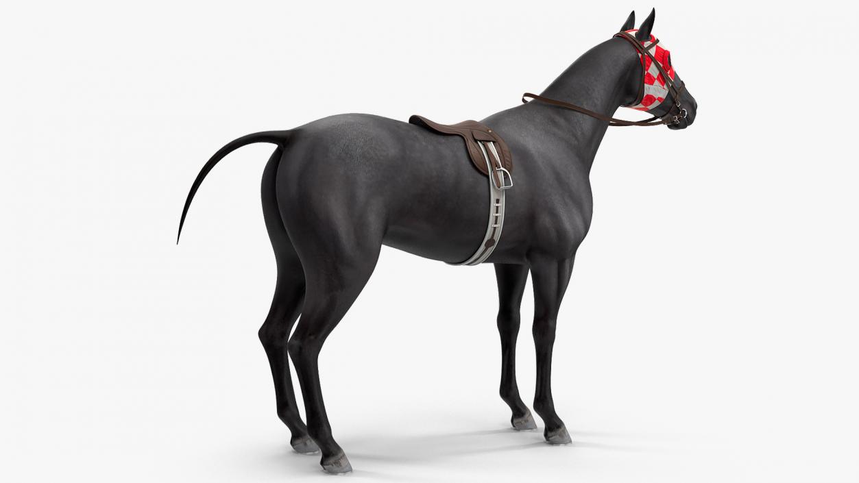 3D model Racehorse Black