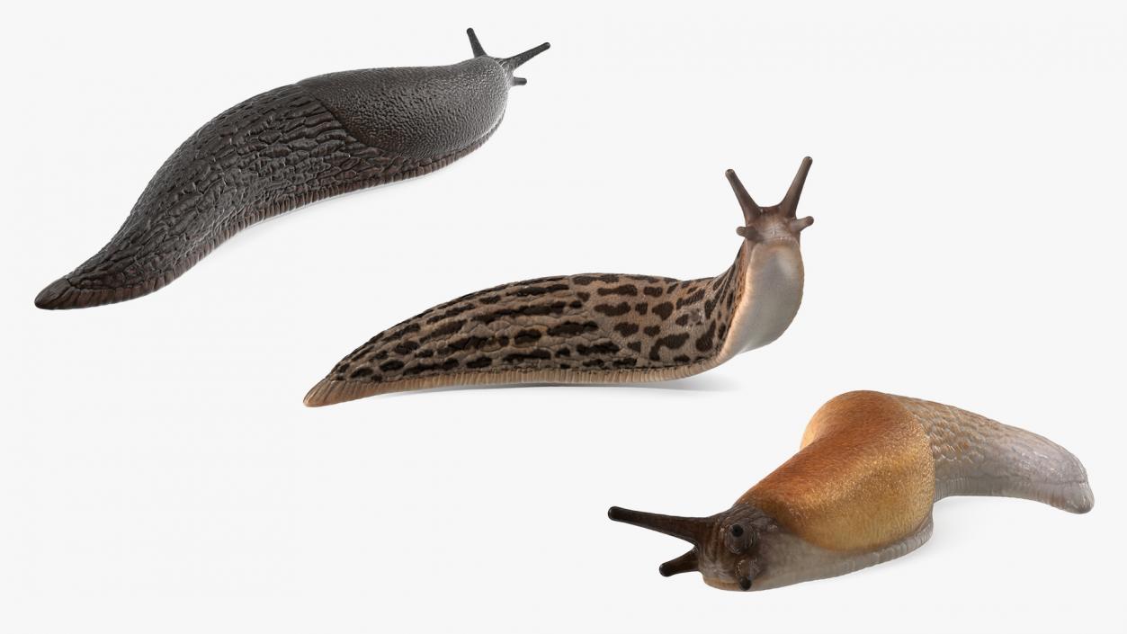 3D Slugs Collection