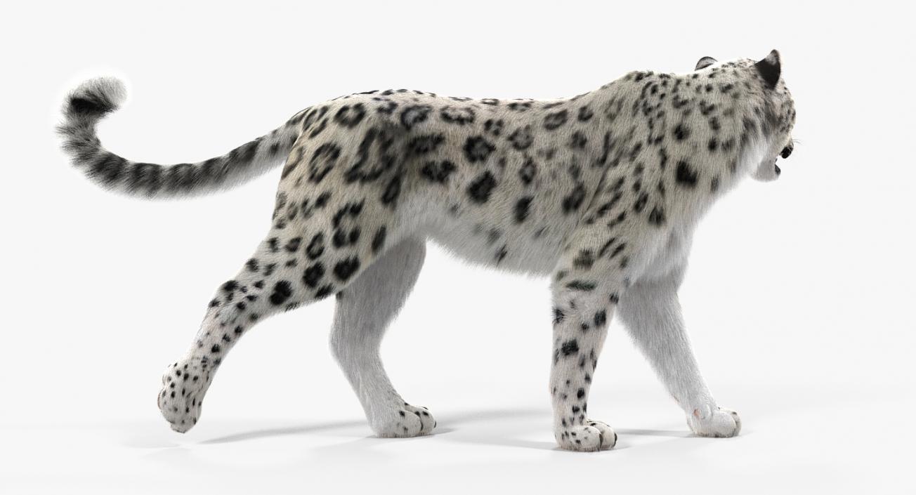 3D Snow Leopard with Fur Rigged model