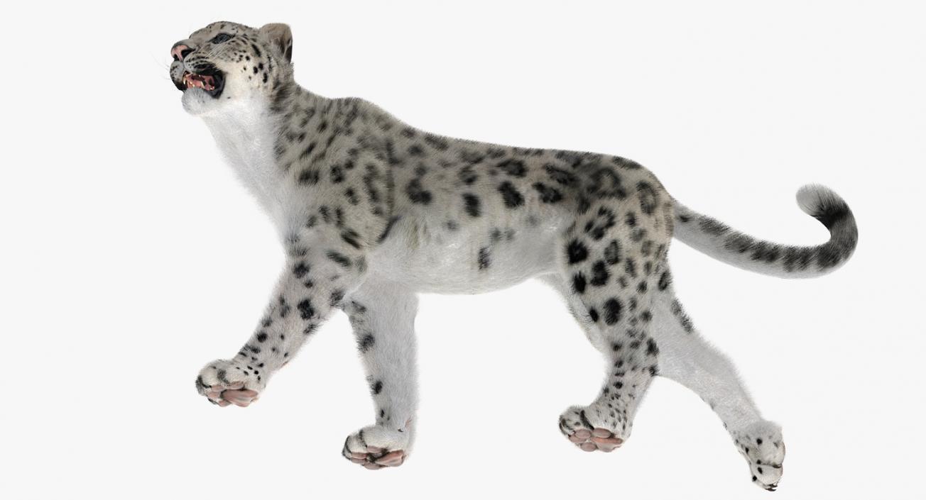 3D Snow Leopard with Fur Rigged model