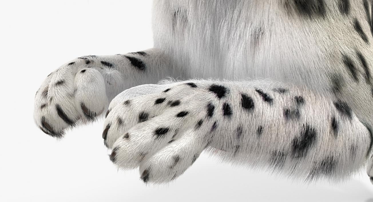 3D Snow Leopard with Fur Rigged model