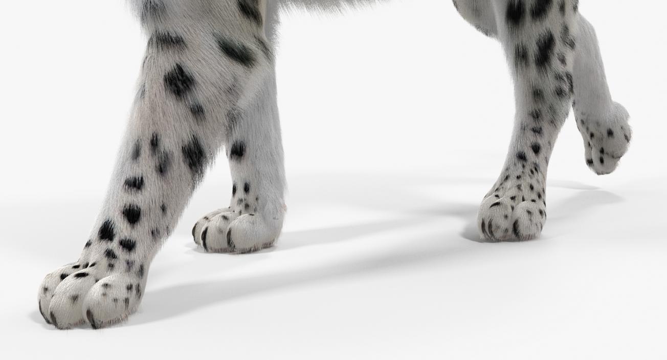 3D Snow Leopard with Fur Rigged model