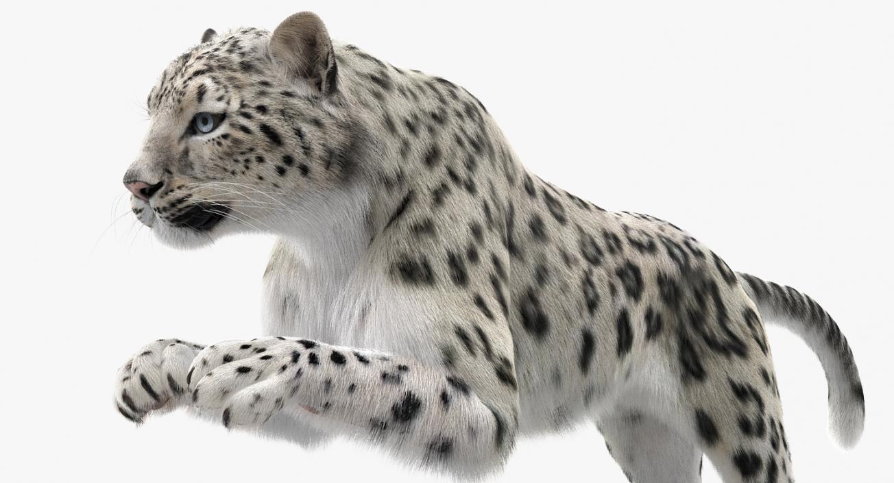 3D Snow Leopard with Fur Rigged model