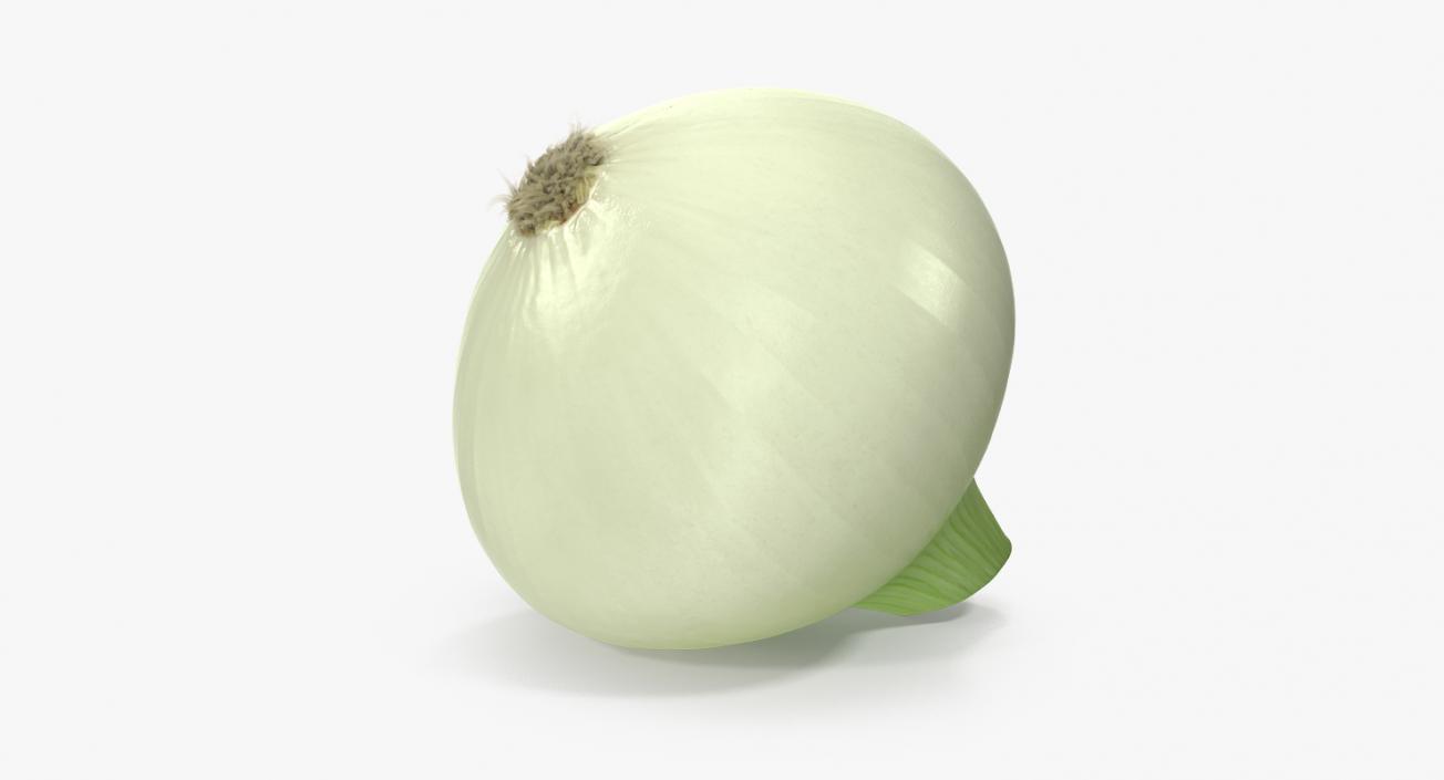 Onion 3D model