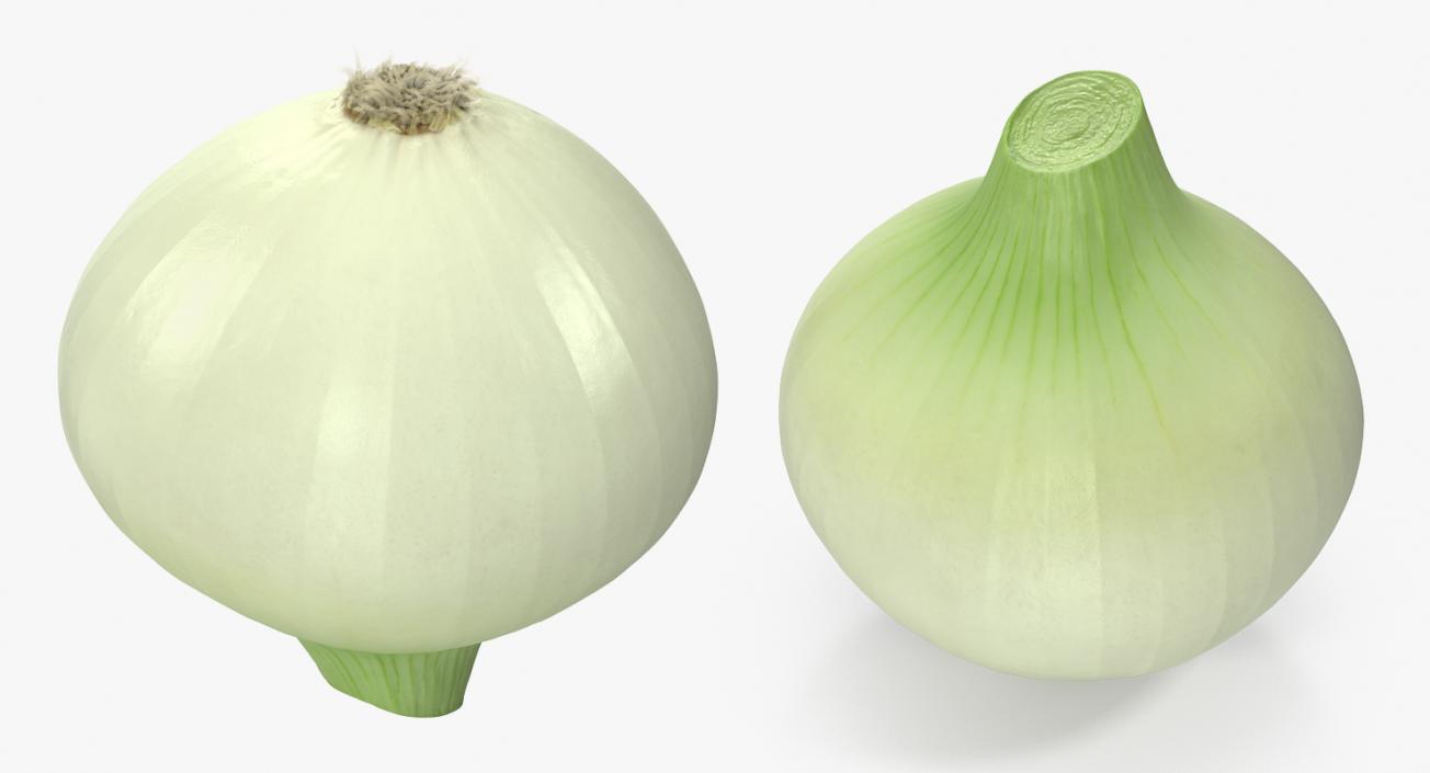 Onion 3D model