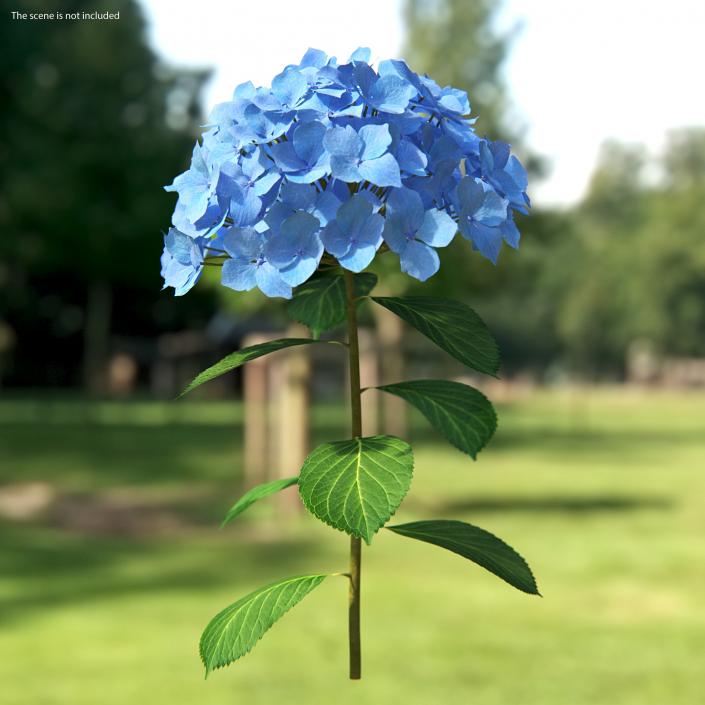 Branch of Hydrangea Macrophylla Nikko Blue 3D