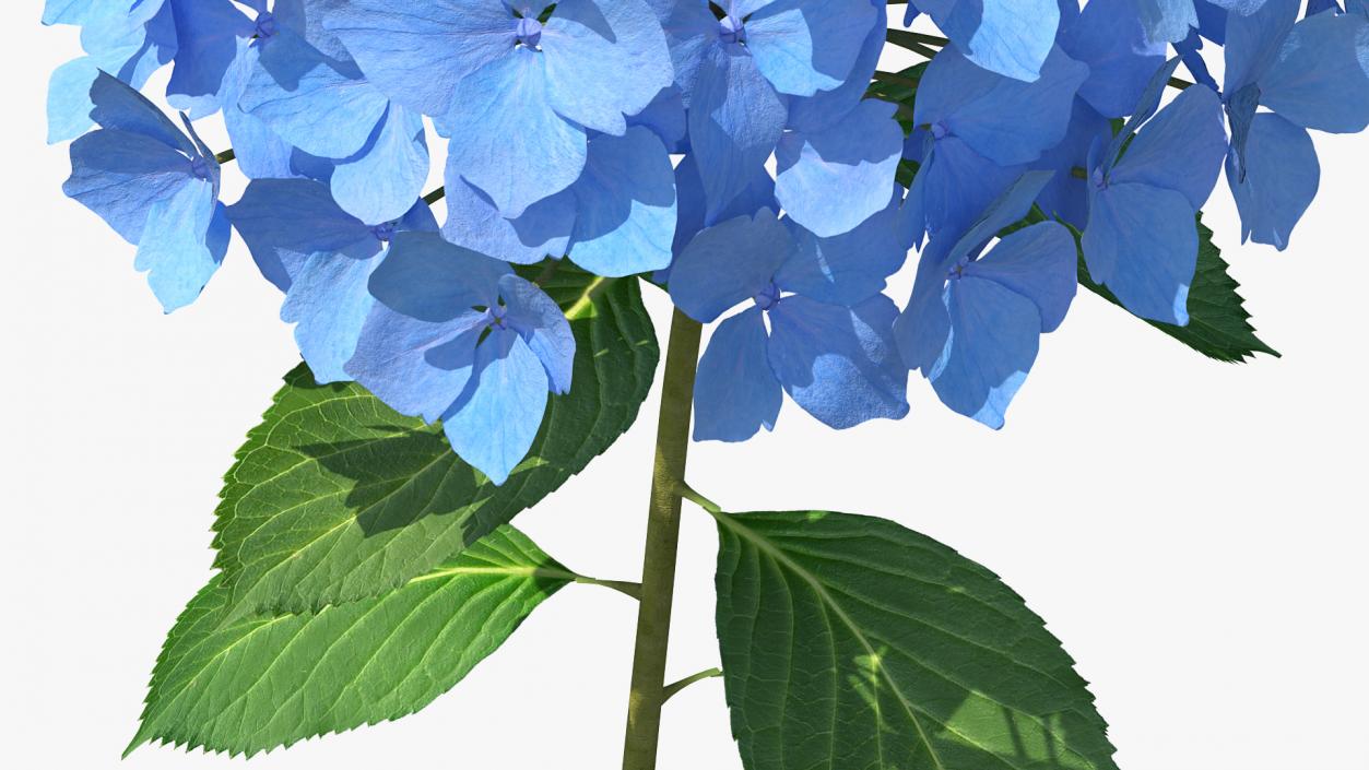 Branch of Hydrangea Macrophylla Nikko Blue 3D